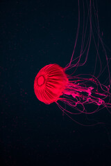Colorful jellyfish in the water