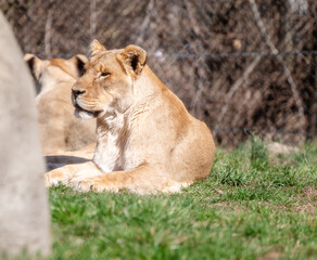 Fototapeta premium Lion at the Indianapolis Zoo