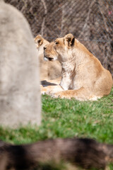 Lion at the Indianapolis Zoo laying on the grass