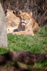 Lion at the Indianapolis zoo