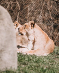 Lion laying on grass