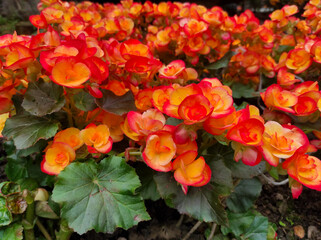 Orange begonia flower blooming in the garden.