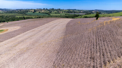 Obraz premium Tractor harvesting soybeans on a farm in Brazil