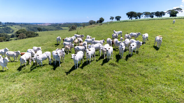 Nelore cattle in a green pasture on a farm in S&atilde;o Paulo, SP.