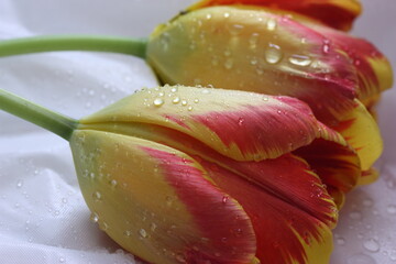 Two wet tulips
