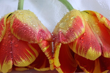 Two wet tulips
