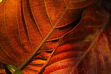 Natural leaves background 