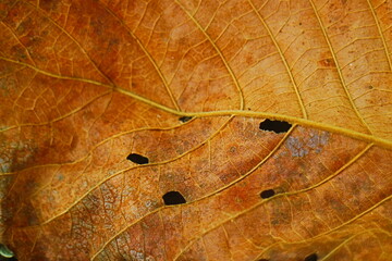 leaf background texture 