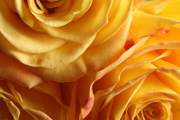 A close up of a group of yellow roses.