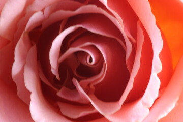 A pink rose with water drops