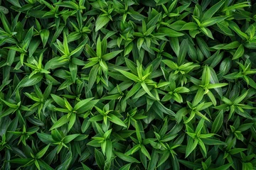 Photo sur Aluminium Herbe  green grass background