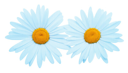 Two blue daisy head flower isolated on white background. Flat lay, top view. Floral pattern, object
