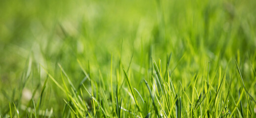 green grass macro close up