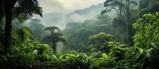 A misty morning or day in a humid rainforest filled with a dense collection of lush green trees and foliage. The forest exudes a vibrant and lively atmosphere, with the mist adding a mystical touch to - obrazy, fototapety, plakaty