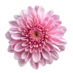 pink chrysanthemum isolated on transparent background generative ai