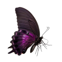 Purple black butterfly isolated on transparent background generative ai