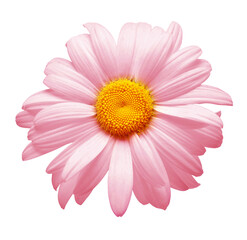 One pink daisy flower isolated on white background. Flat lay, top view. Floral pattern, object