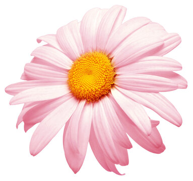 One pink daisy flower isolated on white background. Flat lay, top view. Floral pattern, object
