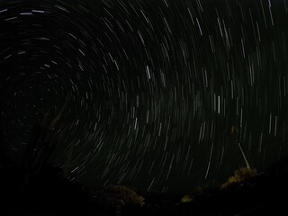 Star trails in night sky with saguaro cacti - time exposure