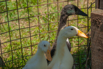 Three young Indian runner ducks in a grass field surrounded by a wire fence. On a farm in the summer