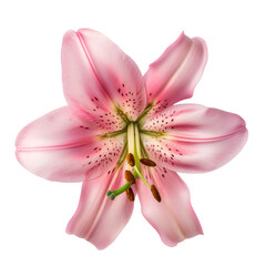 pink lilies isolated on transparent background generative ai