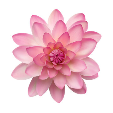 pink lotus flower isolated on transparent background generative ai