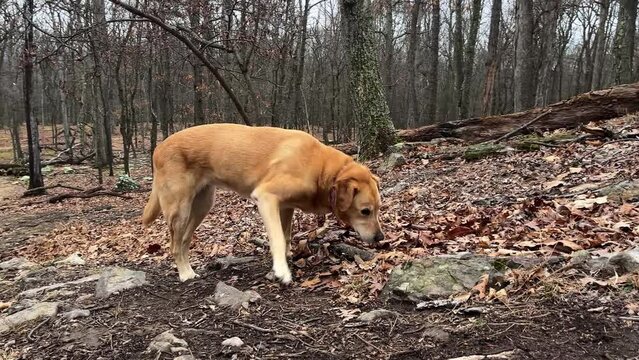Closeup front view of Golden Labrador Retriever limping with an injured leg showing signs of hip dysplaysia.