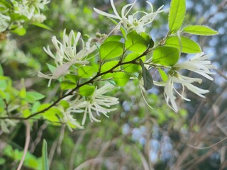 Loropetalum