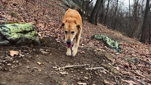 Front view of Golden Labrador Retriever limping with an injured leg showing signs of hip dysplaysia.