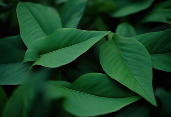 green leaves background