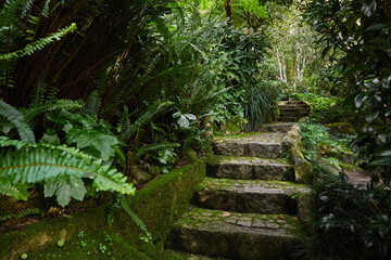 Stone stairs in the rainforest jungle