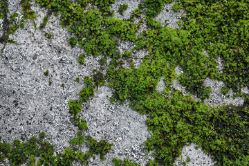 Green moss on old concrete wall texture. Abstract background and texture for design.