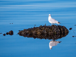 Seagull standing on a rock covered in seaweed, surrounded by calm water