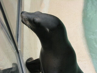 A seal performing tricks