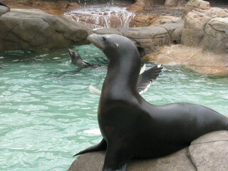 A seal performing tricks