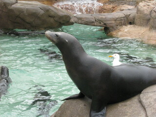 A seal performing tricks