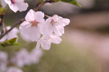桜のある風景
