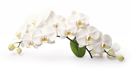 Naklejka na ściany i meble white Orchid