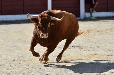 Keuken spatwand met foto spanish brown bull with big horns in spain in a traditional spectacle of bullfight © alberto