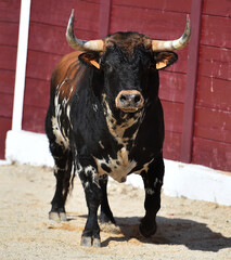spanish bull with big horns in the bullring arena