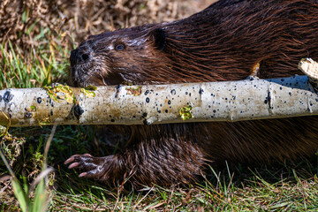 Portret of a North American Beaver (Castor canadensis) carrying a tree branch to the water
