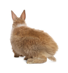 Obraz premium Cute fluffy pet rabbit isolated on white, back view
