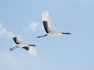 Pair of Red-crowned Cranes flying