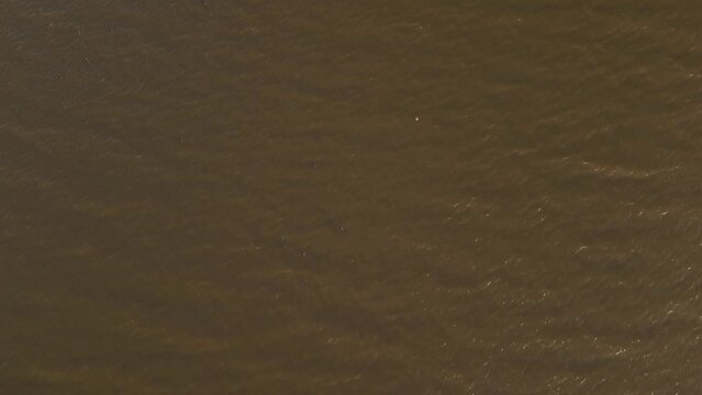 Wildlife Ducks and Birds in Kizilirmak delta in Samsun province of Turkey 4K Stock Video
