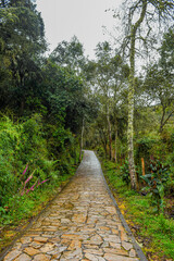 Fototapeta na wymiar Stone path through lush greenery at Laguna de Guatavita, Cundinamarca