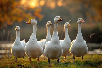 A flock of white geese are walking on the lawn