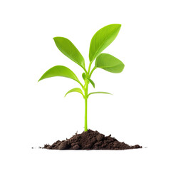 Green Sprout Growing Isolated With PNG Image Vector Illustration