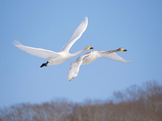 Two Whooper Swans flying in blue sky
