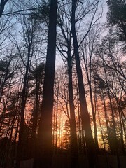 sunset in the woods at the crossing