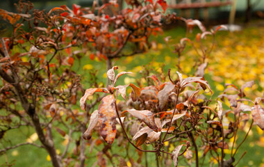 red and orange leaves